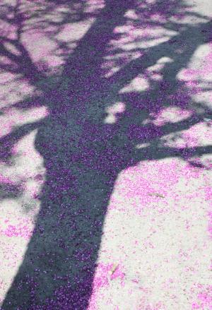 树, 春天, 自然, 阴影, 紫色的花