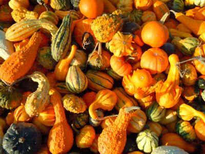 南瓜, 秋天, 葫芦, 蔬菜, 食品, 自然, 橙色
