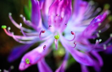 日本杜鹃花, 宏观, 女王, 自然, 彩色, 花, 紫罗兰色