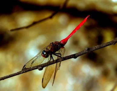 蜻蜓, 昆虫, 红色, 黑色, 翅膀, 花边, 休息