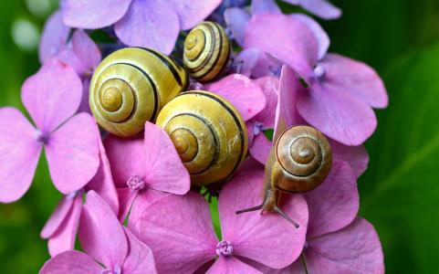 cepaea 蜗牛, 蜗牛, 绣球花, 开花, 绽放, 夏季, 壳