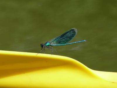 蜻蜓, 昆虫, 蓝色, 黄色, 自然, 夏季, 光明