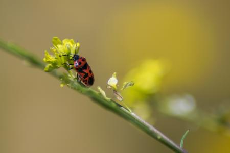 昆虫, 自然, 宏观, 动物, 春天