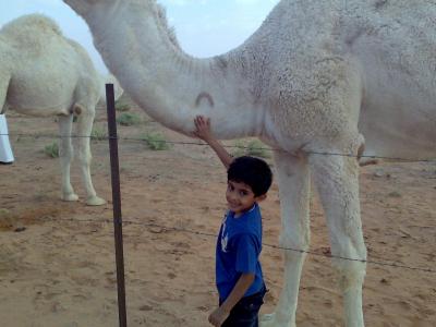 沙特阿拉伯, 骆驼, 男孩, 沙漠, 沙子, 动物, 旅行