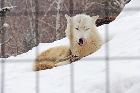 北极狐狸, 狐狸, 白色, 冬天, 感冒, 雪, 北海道