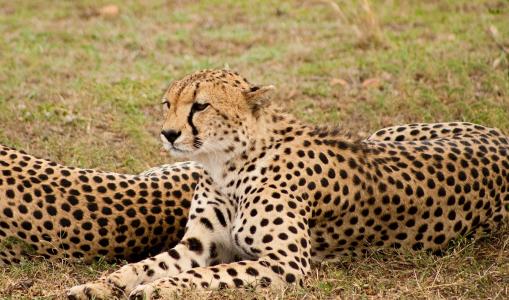 猎豹, 大猫, 野生动物, 捕食者, 野生动物园, 肯尼亚