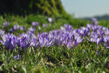 番红花, 紫色, zavelstein 番红花花, 黑色的森林, 春天, 复活节