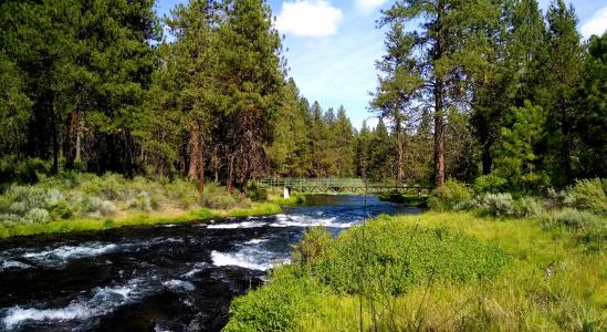 河, 科利尔公园, 俄勒冈州, 树木, 绿色, 自然