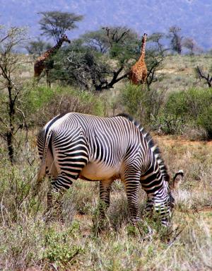 非洲, 野生动物, 斑马, 纹斑马, 长颈鹿, 野生动物园, 动物