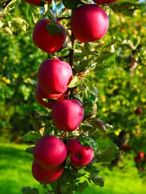 苹果, 树上苹果, 水果, 红色, 弗里施, 健康, 维生素