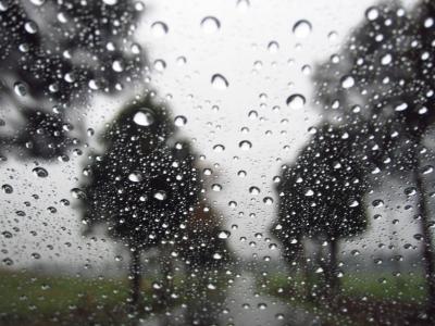 雨滴, 树木, 背景, 雨, 自然, 下降, 湿法