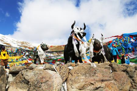 西藏, mila 山脉, 口, 铜和牦牛, 蓝蓝的天空, 白色的云, 本-哈达