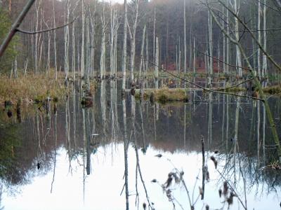 水中的树, waldsee, 镜像