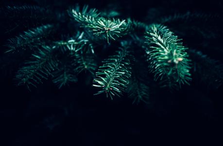 绿色, 数字, 植物, 黑暗, 圣诞节, 树, 模糊