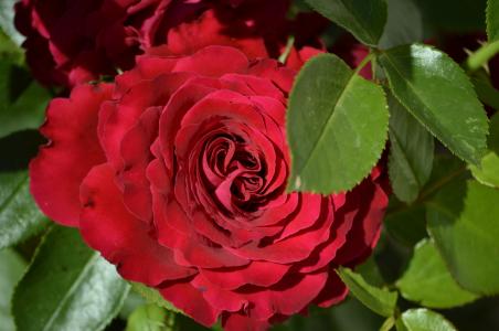 红玫瑰, 开花, 绽放, 花, 上升, 自然, 夏季