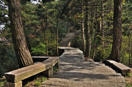 楼梯, 森林, 爬上, 树木, 皮埃尔 ·, 自然, 行人路