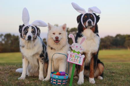 澳大利亚牧羊犬, 澳元, 牧羊犬, 芸石色, 蓝色的眼睛, 复活节, 复活节快乐