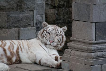 白虎, 猫科动物, 哺乳动物, 野生, 野生动物, 印度, 黄褐色