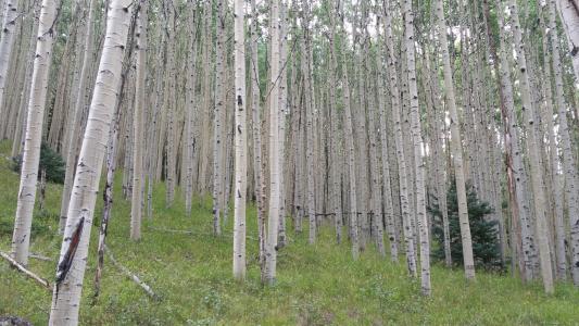 森林, 白杨, 树木, 伍兹, 科罗拉多州, 户外, 风光