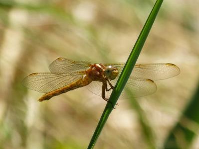 蜻蜓, 金蜻蜓, sympetrum fonscolombii, 叶, 水生环境, 湿地, 美