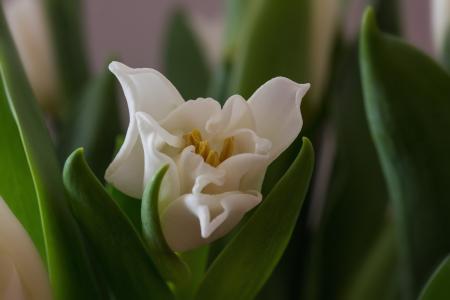 白色郁金香, 郁金香, 春天, 洋葱花, 郁金香, 自然, 植物
