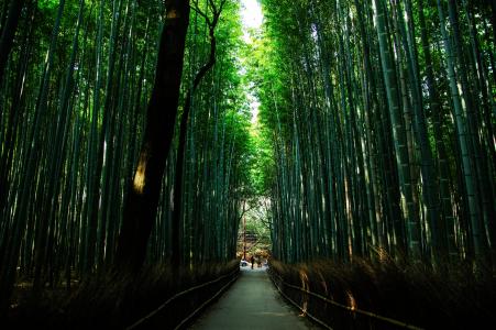 京都议定书, 日本, 自然, 竹, 绿色, 竹林, 一些味道