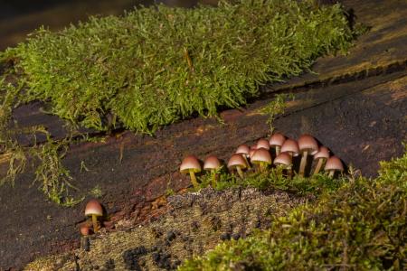 蘑菇, 蘑菇组, 海绵, 森林蘑菇, 迷你蘑菇, 自然, 秋天