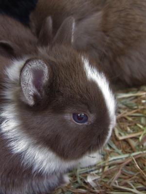 兔子, 荷兰侏儒, 可爱, 可爱
