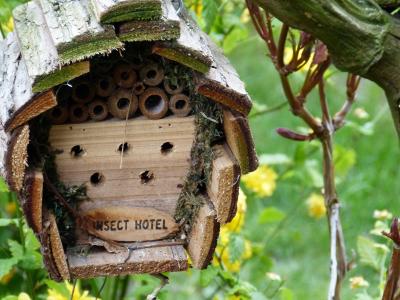 住宅建设, 昆虫, 花园