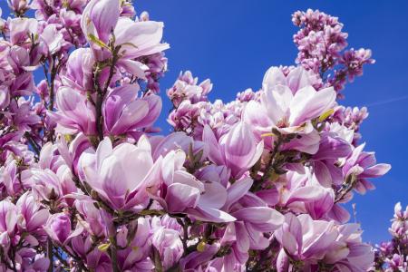 木兰, 花, 粉色, 玉兰花, blütenmeer, 春天, magnoliengewaechs
