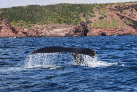 鲸鱼, 座头鲸, 哺乳动物, baybulls, 纽芬兰省, 侥幸, 一种动物