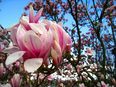 木兰, 玉兰树, 粉红色的花, 厚朴叶, frühlingsblüher, 早就崭露头角, 春天的花朵