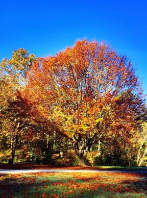 秋天, 树, 公园, 蓝蓝的天空, 秋天, 自然, 景观