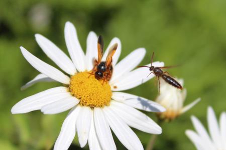 蜜蜂, 蜂蜜, 花, 授粉, 花粉, 黄色, 蜂蜜蜂