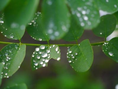 叶, 草, 雨, 水一滴, 长廊, 大津公园, 横须贺