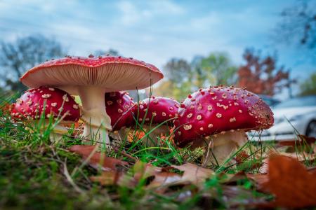 娃, 红色飞木耳蘑菇, 蘑菇, 森林, 自然, 红色, 有毒