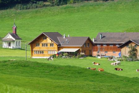 瑞士, 阿彭策尔, 解决, 母牛, 牧场, 阿彭策尔楼