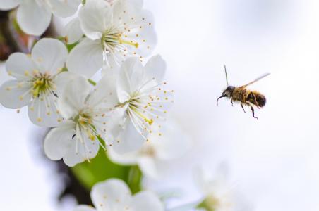 自然, 宏观, 动物, 蜜蜂, 花粉, 白色, 花