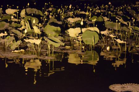 莲花, 大韩民国, 纳米, 晚上, 阴影, 在水面上