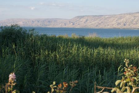 加利利海, 湖, 芦苇, 以色列, 心情, 水, 景观