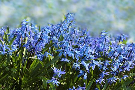 花, 蓝铃花, hyacinthoides, 蓝色, 春天, 自然, 增长