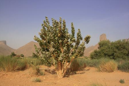 阿尔及利亚, 撒哈拉沙漠, 沙漠, 热带植被