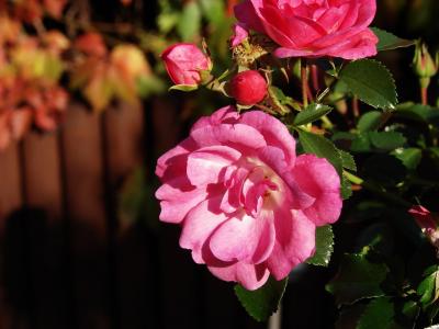 玫瑰, 花园, 装饰, 粉色