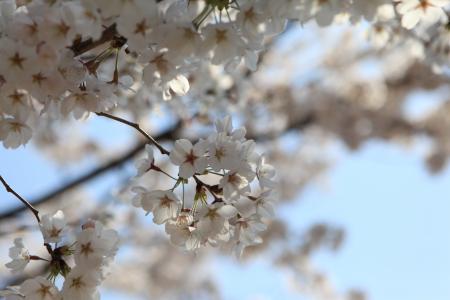 开花, 镇海, 韩国, 树, 春天, 自然, 分公司