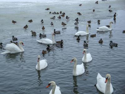 天鹅, 鸭子, 池塘, 湖, 冬天, waldviertel, 奥地利