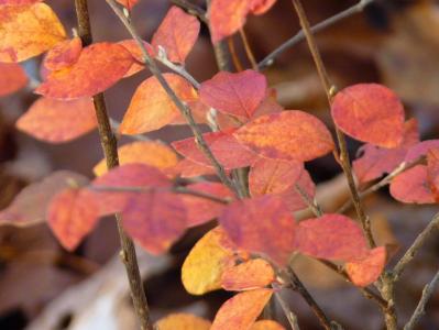 秋天, 叶子, 红色, 多彩, 植物, 布什