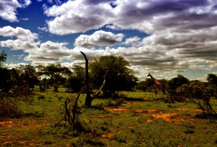 南非, 景观, 云计算, 长颈鹿, 萨凡纳