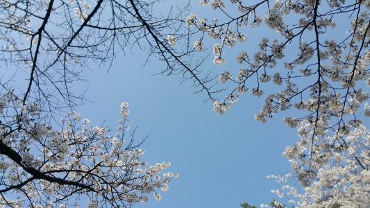 樱花, 春天, 天空, 树, 自然, 分公司, 春天