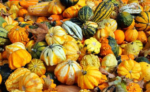 南瓜, 秋天, 10 月, 收获, 蔬菜, 橙色, 多彩