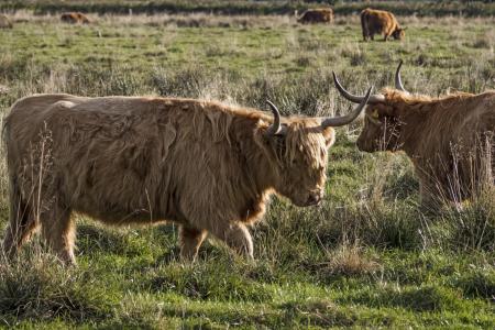 加洛韦, 牛肉, 牲畜, 苏格兰 hochlandrind, 农业, 耦合, 喇叭